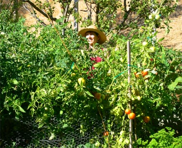 Tomato harvest